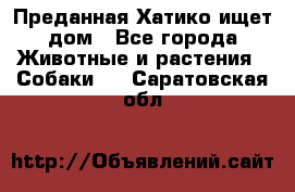 Преданная Хатико ищет дом - Все города Животные и растения » Собаки   . Саратовская обл.